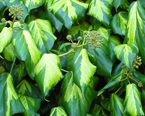 Hedera colchica Sulphur Heart - Klimop