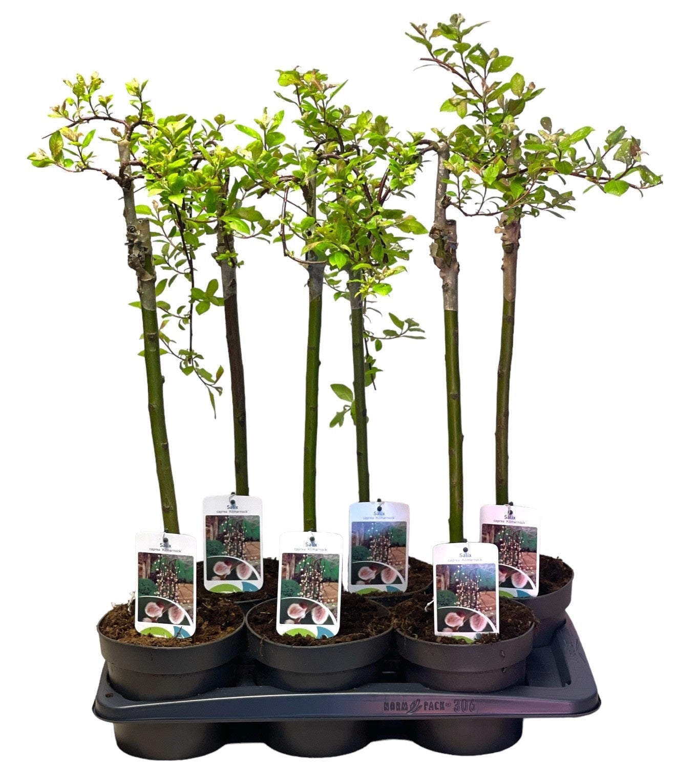 Salix cap. Kilmarnock op stam - Treurwilg