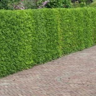 Thuja occidentalis 'Brabant' met kluit - Coniferenhaag