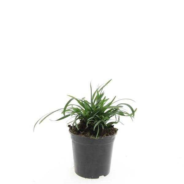 Liriope muscari 'Big Blue' - Leliegras