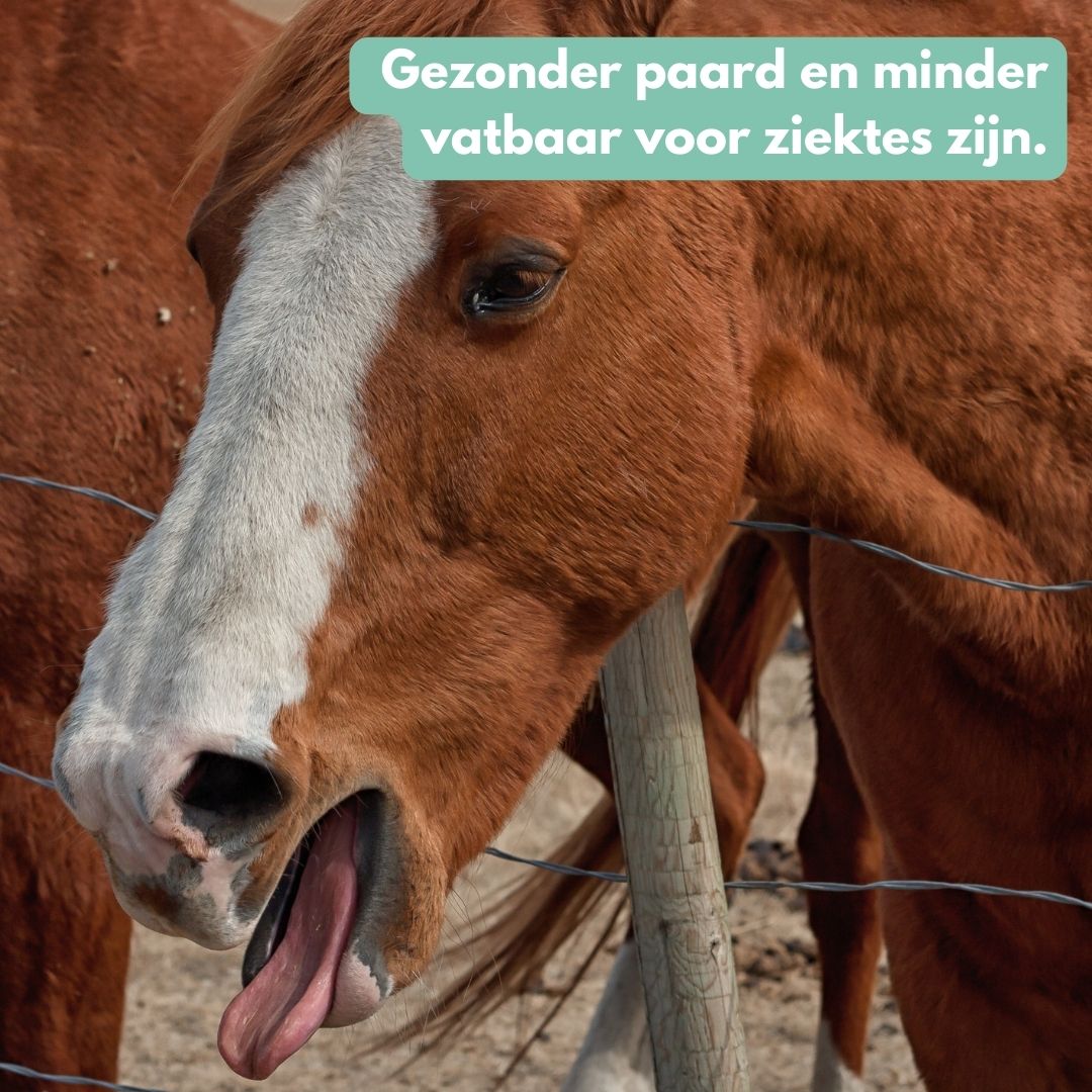 ImmuPro | Boost je paard’s weerstand van binnenuit