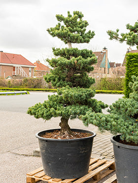 Pinus parviflora