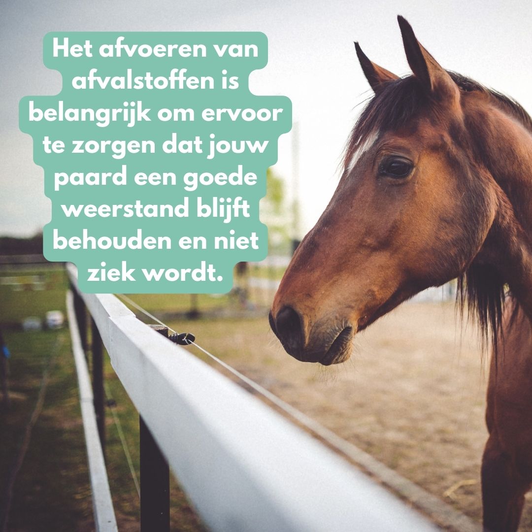 DetoxPro | Ondersteunt lever & afvoer van afvalstoffen [15-daagse kuur]