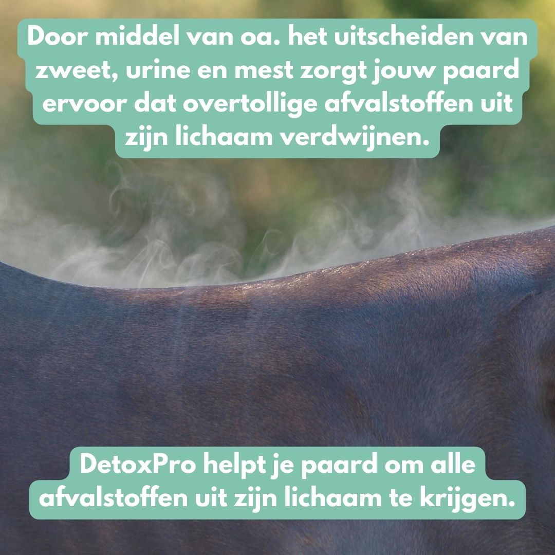 DetoxPro | Ondersteunt lever & afvoer van afvalstoffen [15-daagse kuur]