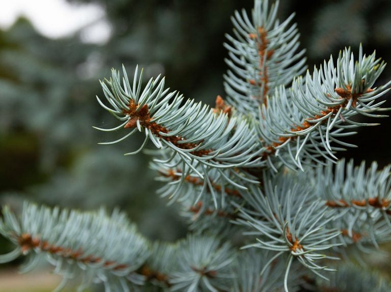 Blauwspar kerstboom 'Super' in pot - Picea pungens 'Super Blue' - 60/175cm