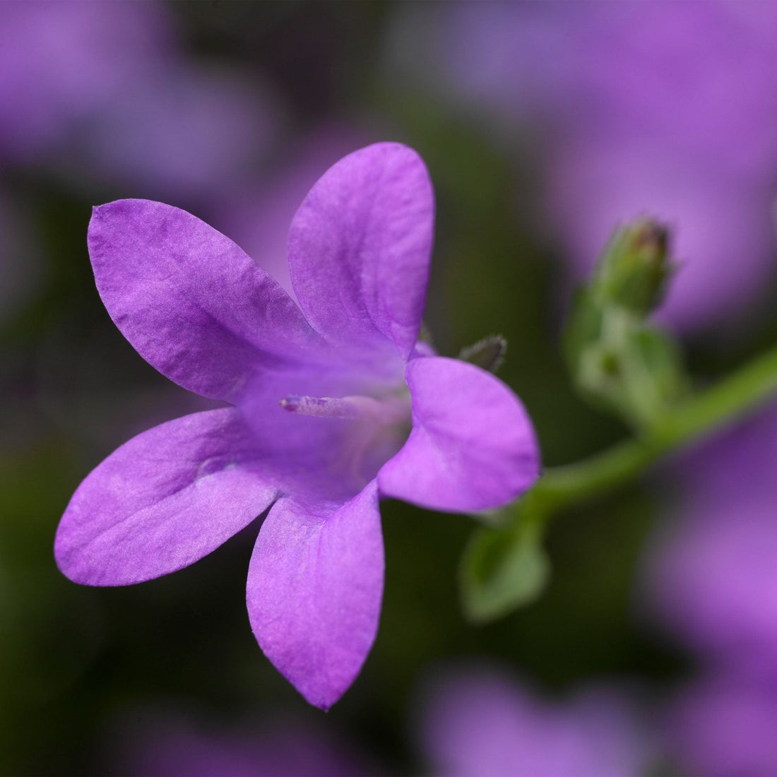 Campanula portenschlagiana - Klokjesbloem