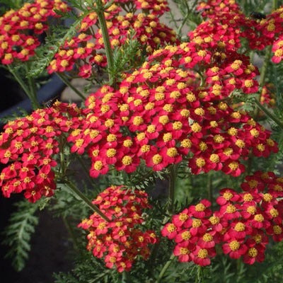Achillea m. 'Paprika' - Duizendblad