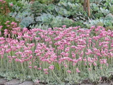 Antennaria dioica 'Rubra' - Rozenkransje