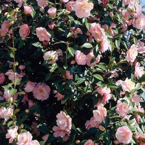 Camellia japonica 'Bonomiana'