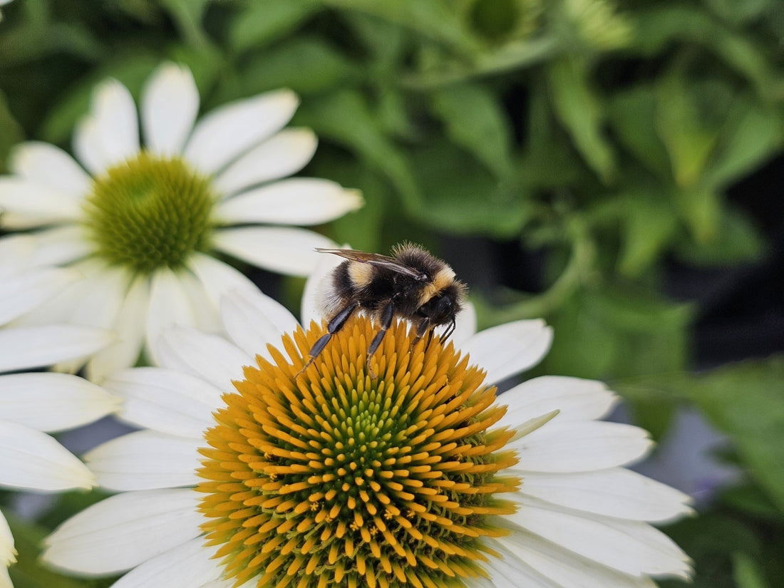 Echinacea purpurea 'Alba' - Zonnehoed