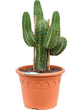 Polaskia chichipe