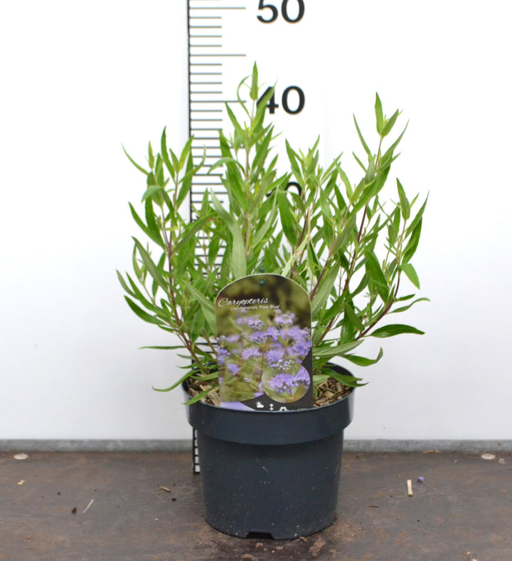Caryopteris clandonensis ‘Kew Blue’ – Blauwbaard
