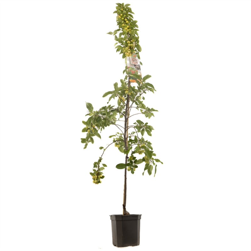 Malus 'Evereste' - Oranje sierappel - Laagstam