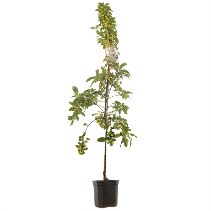 Malus 'Evereste' - Oranje sierappel - Laagstam