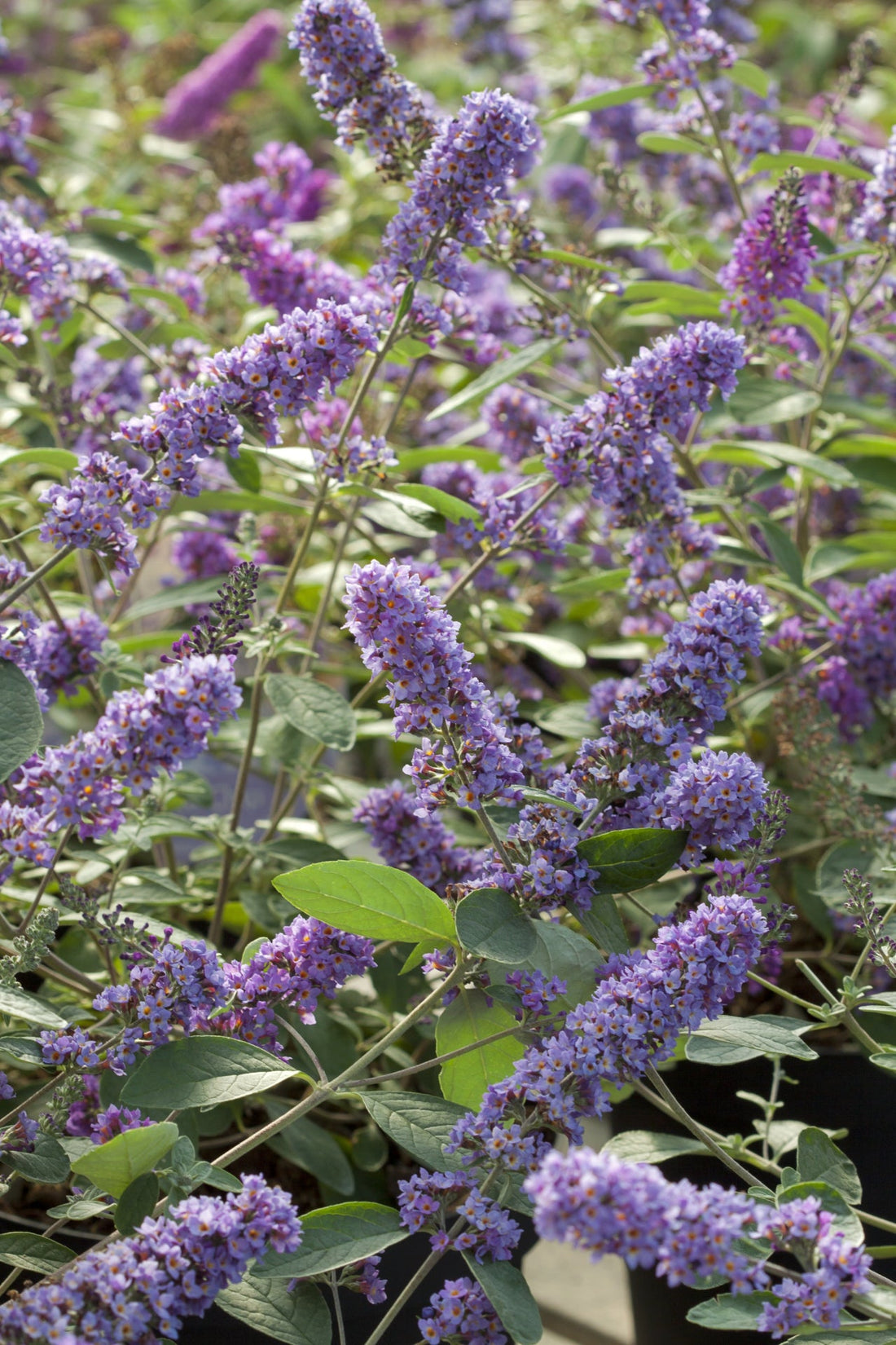 Buddleja 'Blue Chip jr.' - Compace dwerg vlinderstruik