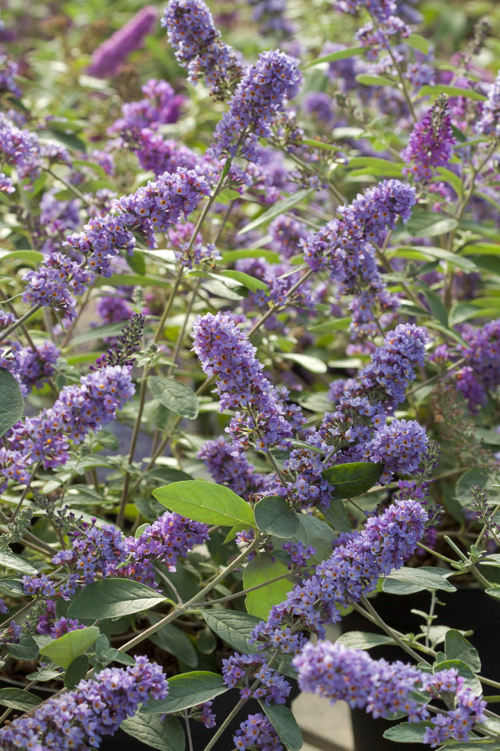 Buddleja 'Blue Chip jr.' - Compace dwerg vlinderstruik
