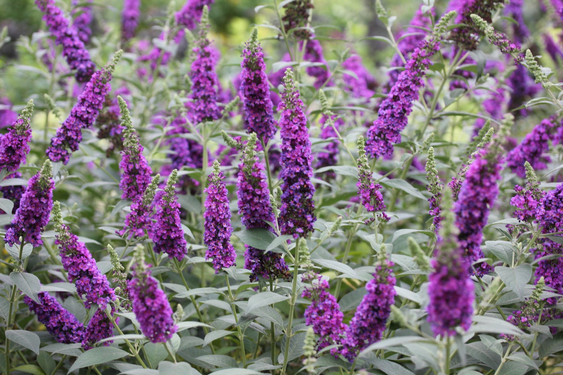 Buddleja 'Miss Violet' - Vlinderstruik