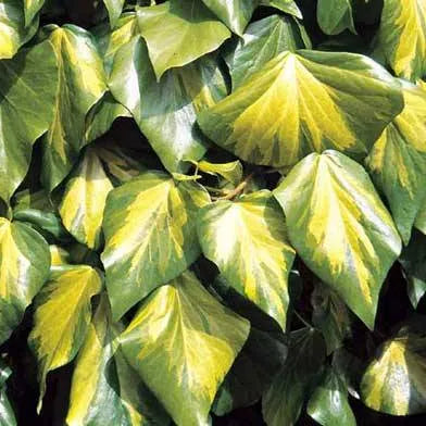 Hedera Colchica - Perzische Klimop