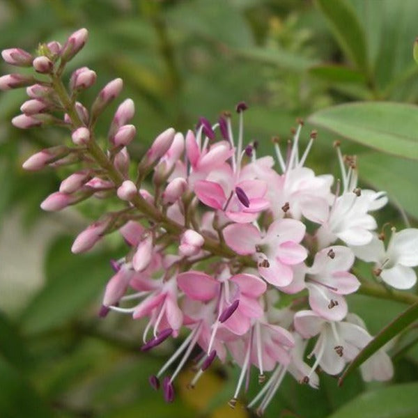 Hebe 'Nicola's Blush' - Struikveronica