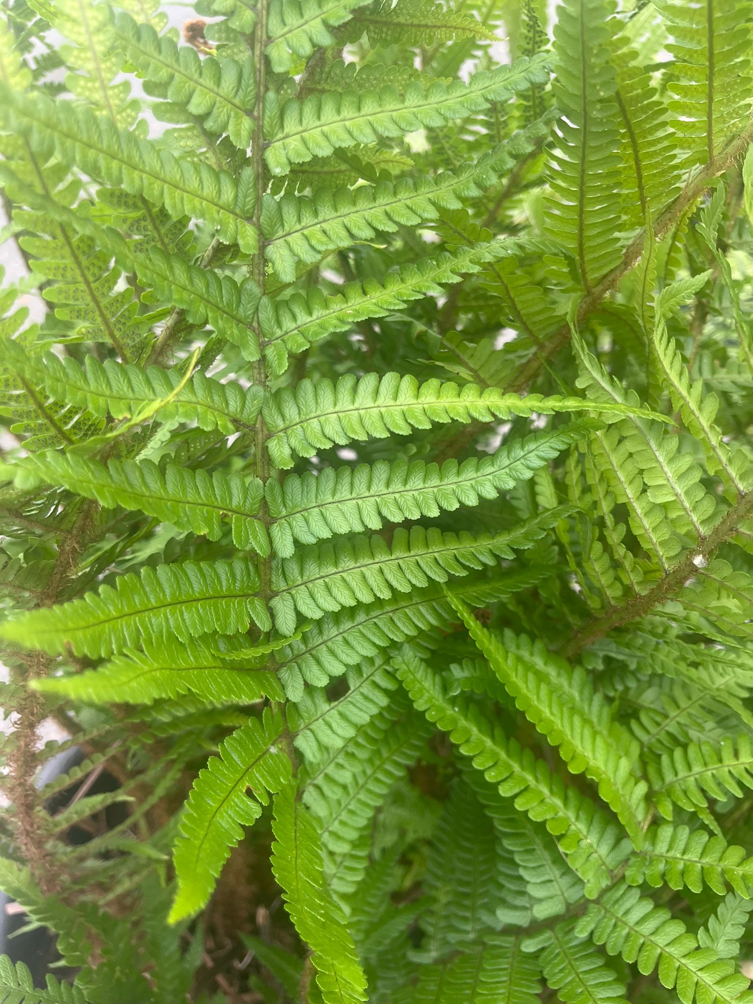 20 jaar oude Polystichum setiferum - Zachte Naaldvaren – 90L pot - 1 beschikbaar
