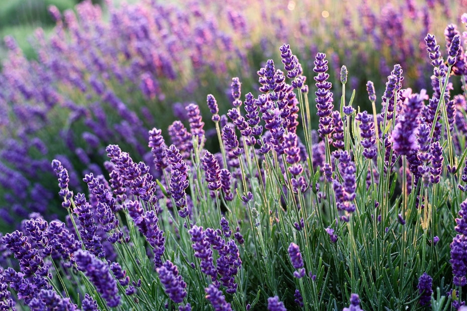 Lavandula angustifolia 'Blue Scent' - Blauwe lavendel