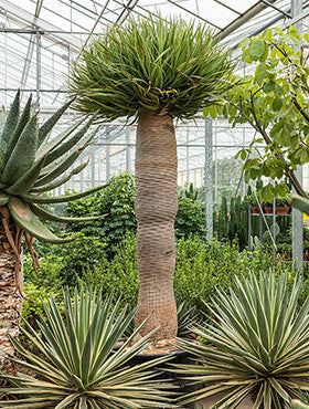 Dracaena draco
