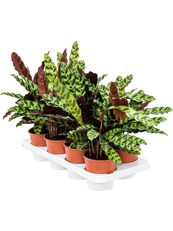 Calathea insignis 8 stuks – Rattlesnake Plant