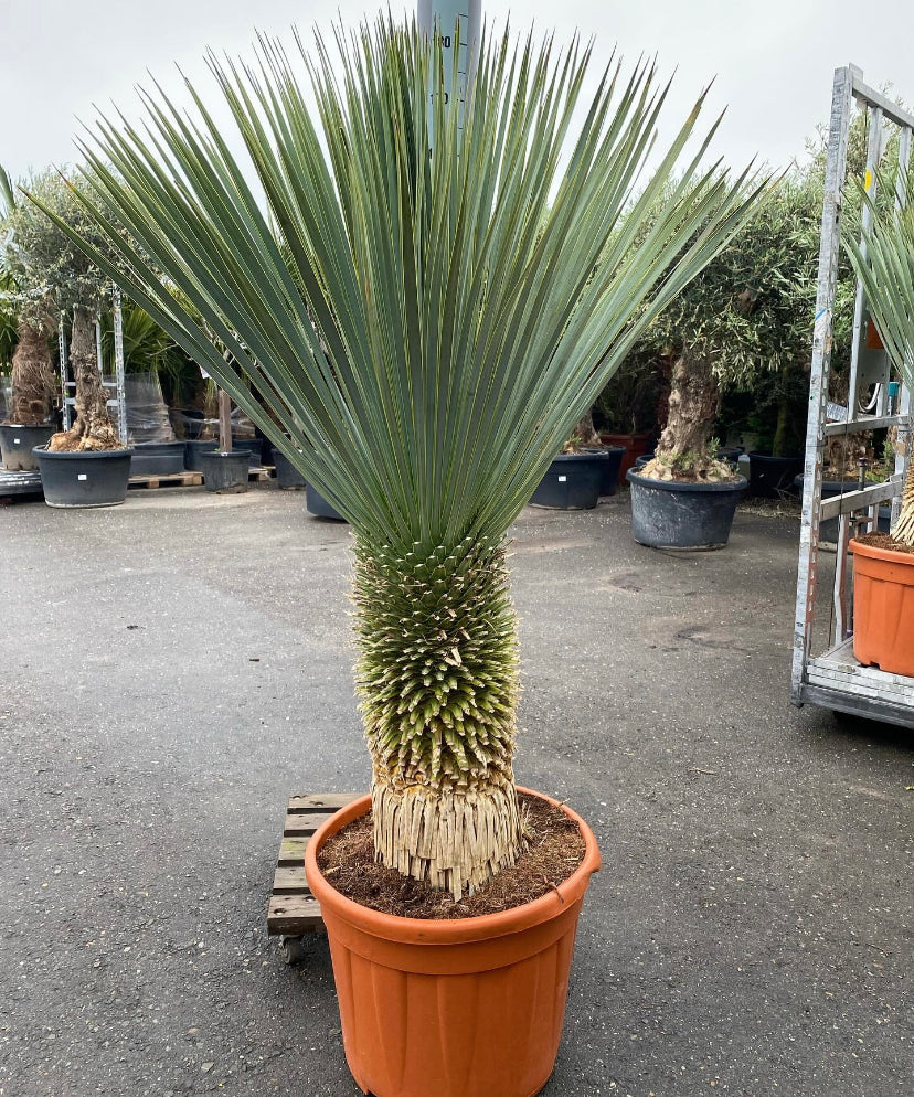 Yucca Rostrata op stam xxl