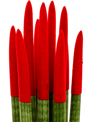 Sansevieria cy. sp. 'Velvet Touchz' Rood - Vrouwentong (8 stuks)