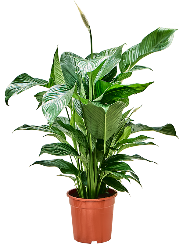 Spathiphyllum 'Sweet Lauretta' – Vredeslelie
