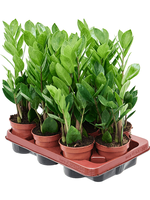 Zamioculcas zamiifolia – Set van 9 stuks