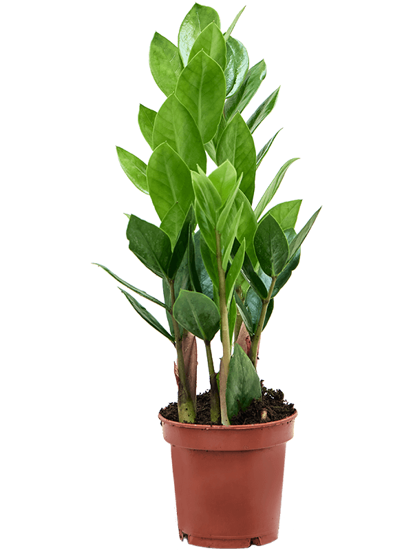 Zamioculcas zamiifolia – Set van 9 stuks