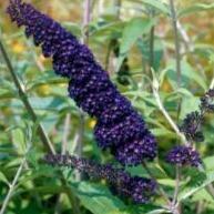 Buddleja davidii 'Black Knight' - Vlinderstruik