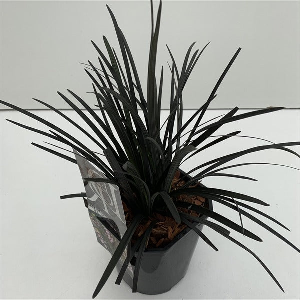 Borderpakket Ophiopogon plan. 'Niger' - Zwarte Slangenbaard (12 stuks)
