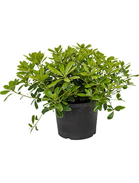 Pittosporum tobira 'Nana'
