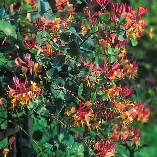 Lonicera Heckrottii 'American Beauty' - Kamperfoelie
