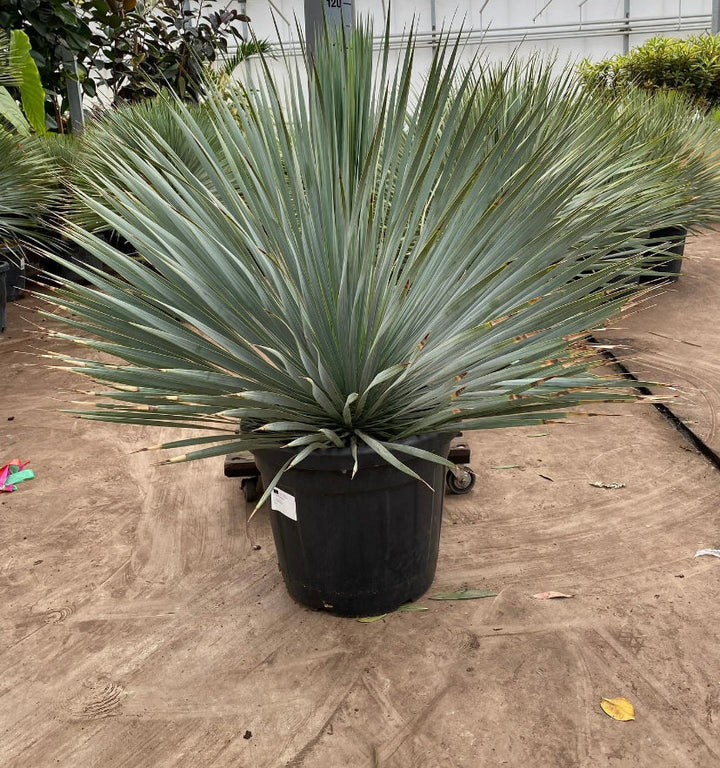 Yucca Rostrata