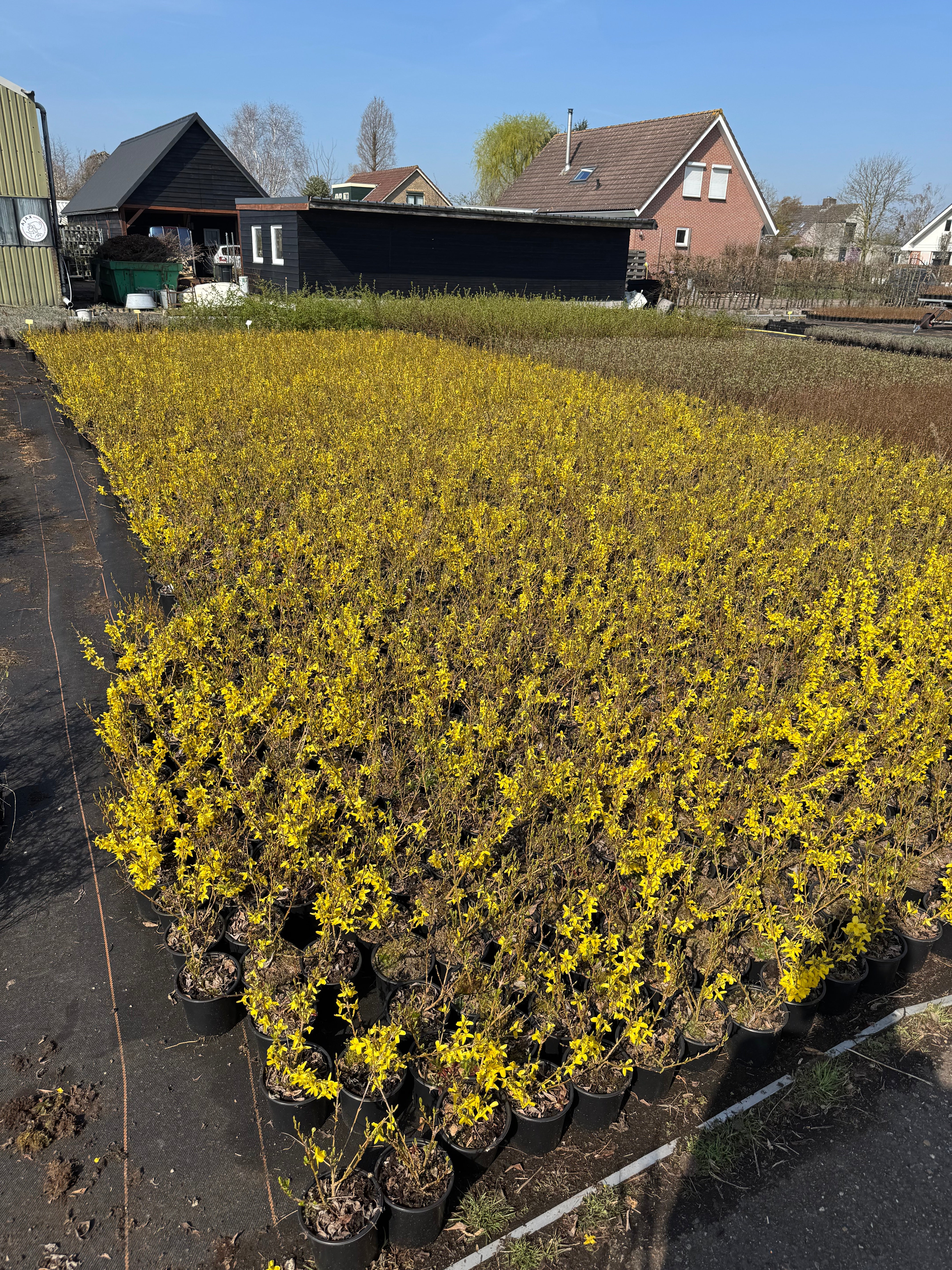 Forsythia intermedia ´Week-End´ - Chinees klokje