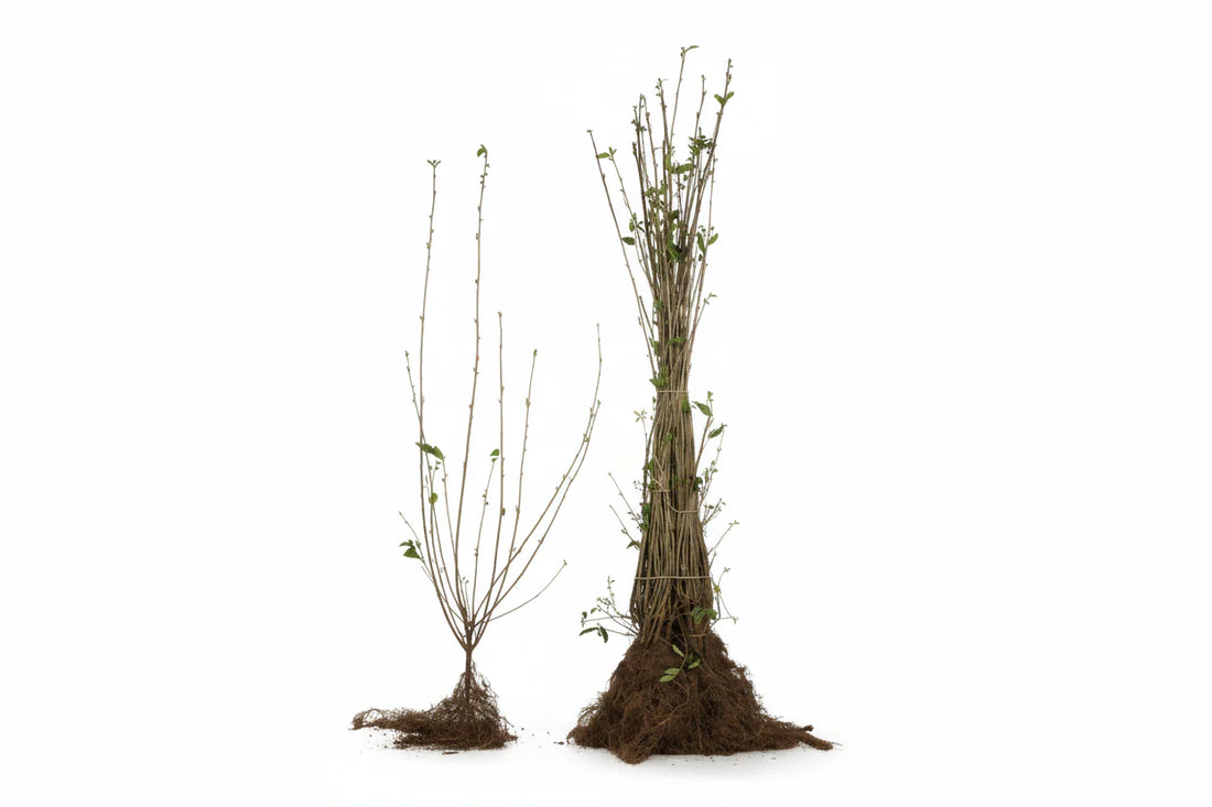 Ligustrum vulgare - Ligusterhaag blote wortel