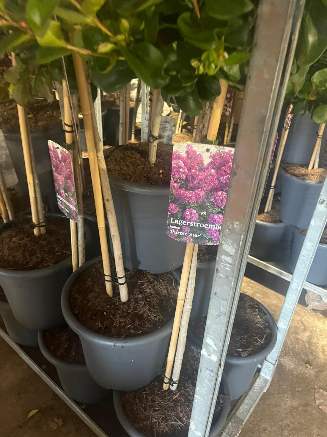 Lagerstroemia indica ‘Purple Star’ - Indische sering (Struik of op stam)