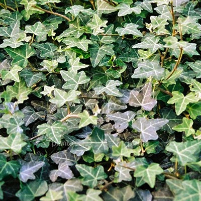 Hedera helix Plattensee - Klimop