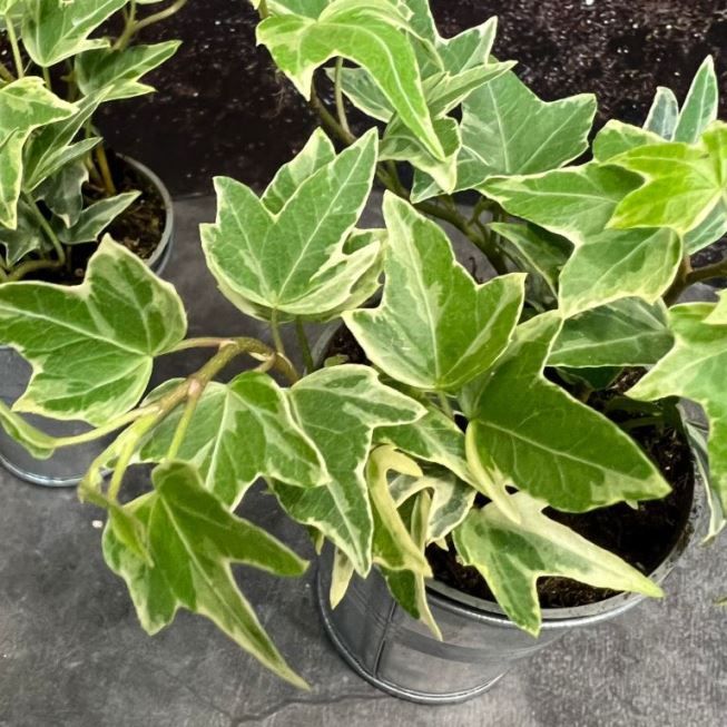 Hedera helix Mona Lisa - Bonte Klimop