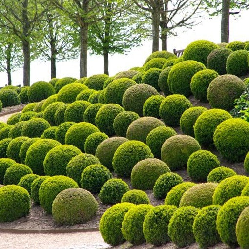 Buxus Bol - Buxus microphylla Faulkner