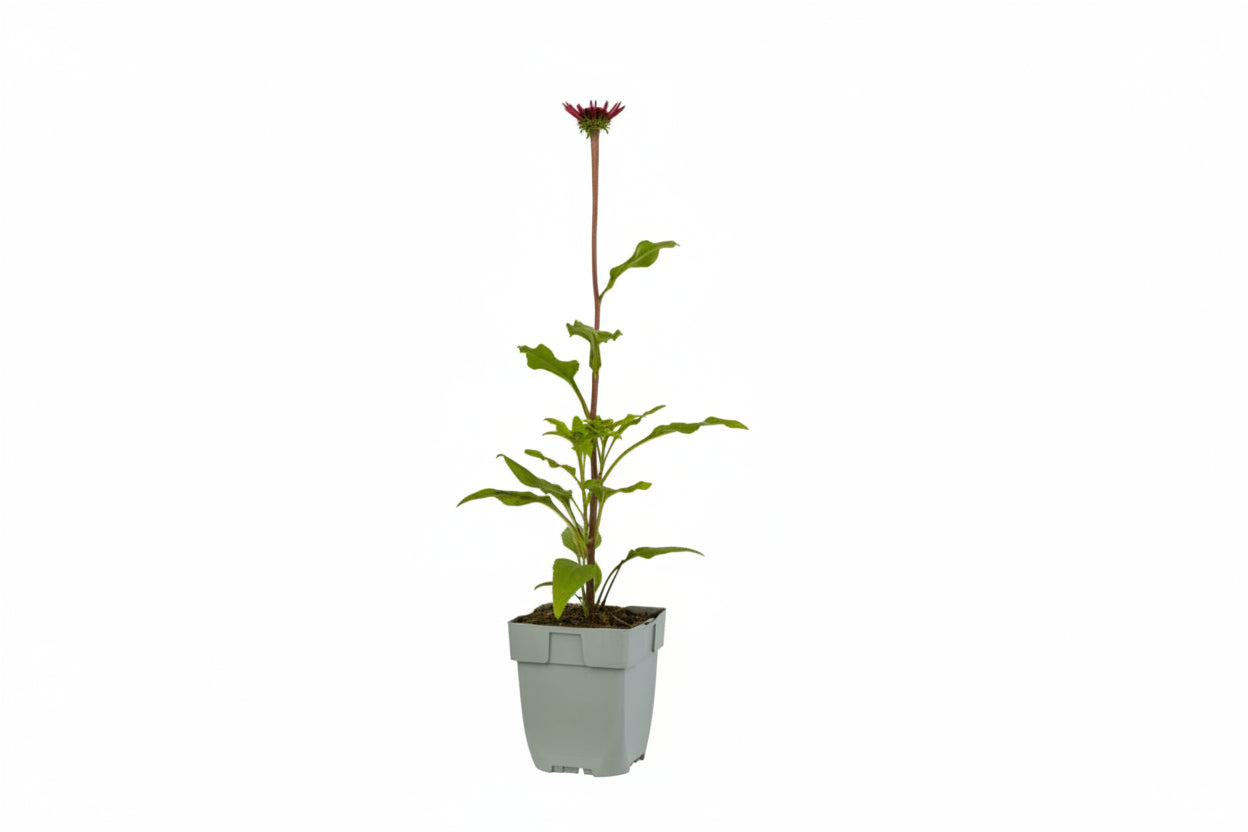 Echinacea ‘Sombrero Salsa Red’ – Zonnehoed