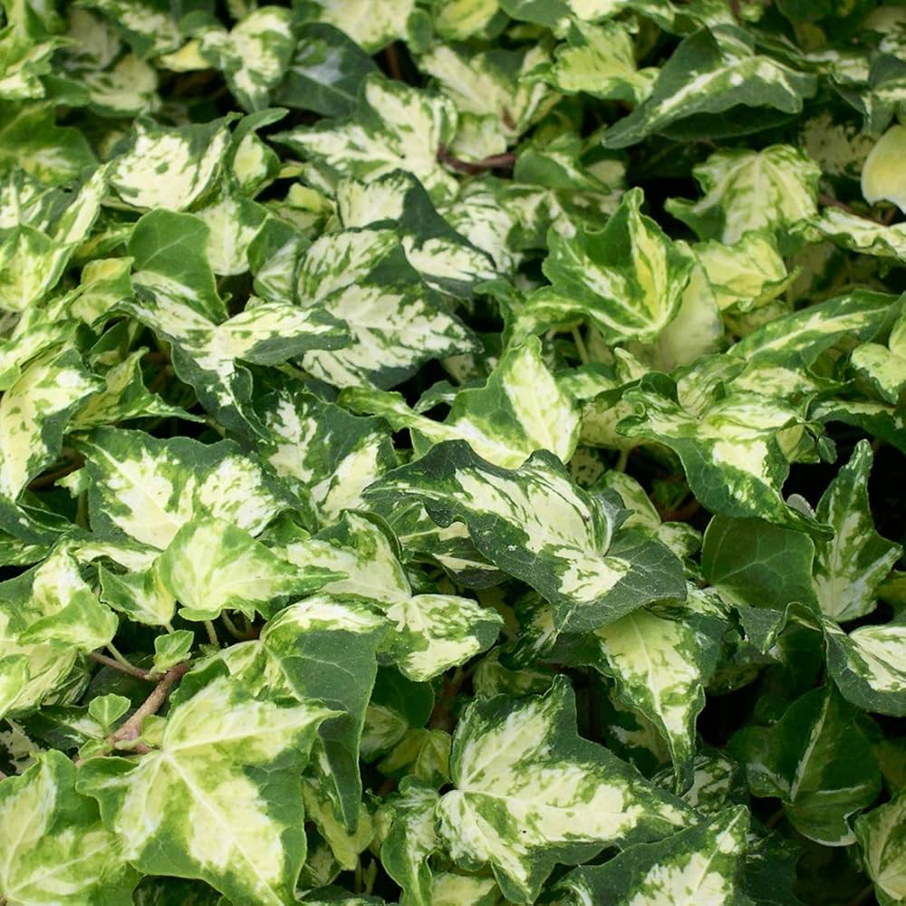 Hedera helix Kolibri - Klimop