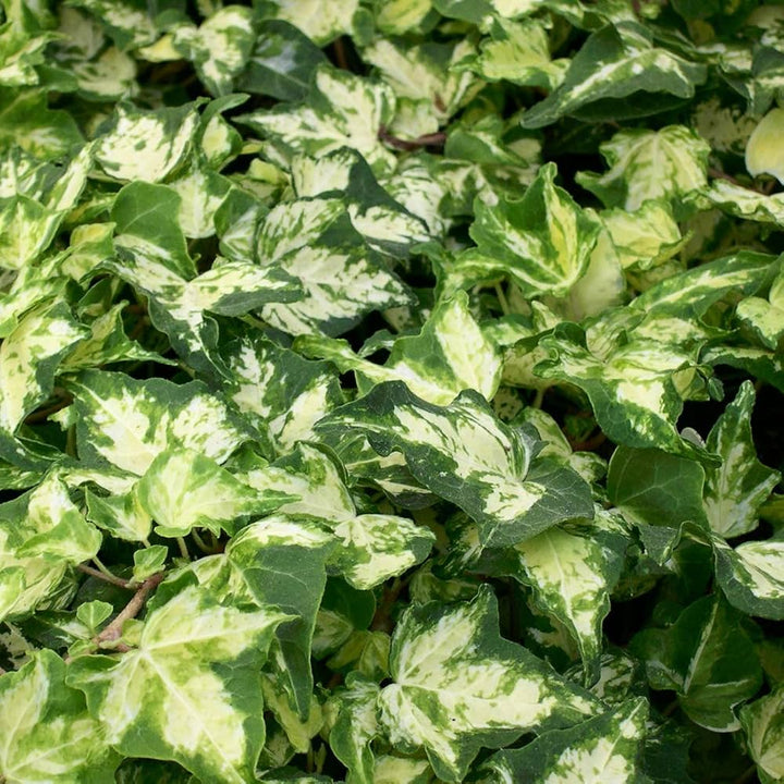 Hedera helix Kolibri - Klimop