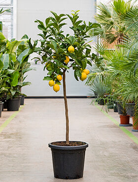 Citrus lemon