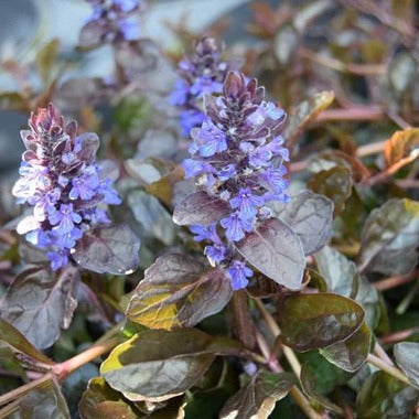 Ajuga reptans 'Atropurpurea' - Kruipend Zenegroen