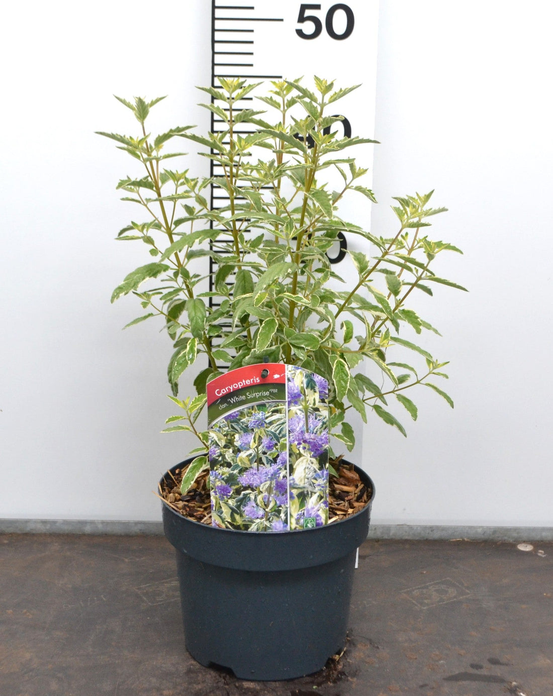 Caryopteris clandonensis ‘White Surprise’ – Blauwbaard