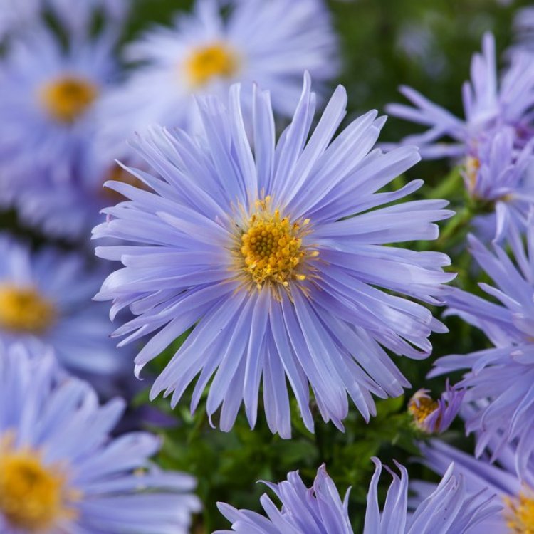Aster (D) 'Mittelmeer' - Herfstaster
